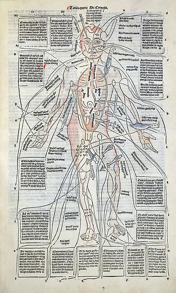 Surgical diagram of the anatomy of man, from Fasciculus Medicinae by Johannes de Ketham (d. c. 1490) 1491 (woodcut)