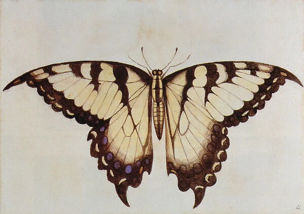 Swallow-tail Butterfly (lithograph)