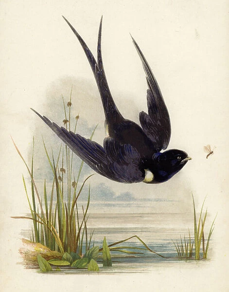 Swift (colour litho)