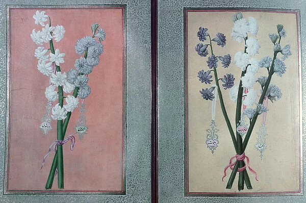 T. K. Hazine 413 Two Hyacinths, 1736 (gouache on paper)