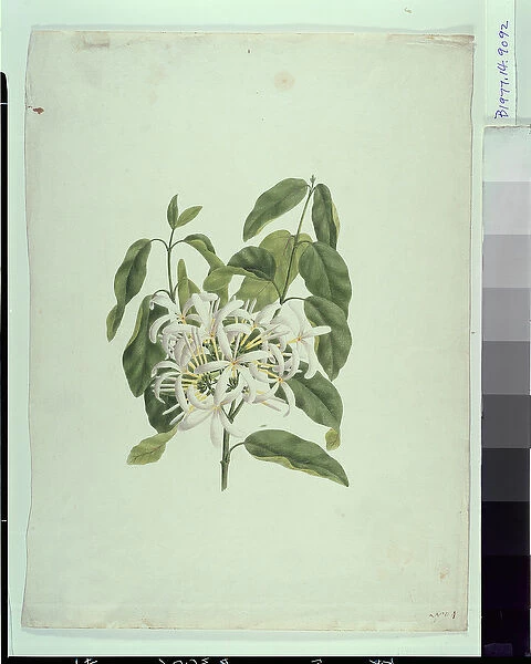 Taberne Montana (?) (Leaves and Flowers) (gouache over graphite on paper)