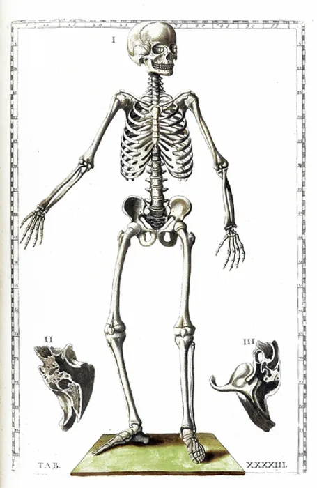 Framed Print : Tabulae anatomicae