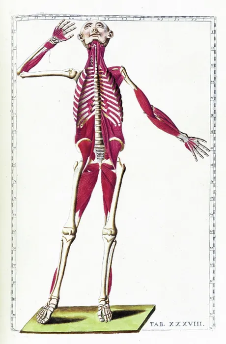 Framed Print : Tabulae anatomicae Framed Print : Tabulae anatomicae