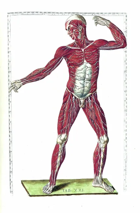 Framed Print : Tabulae anatomicae Framed Print : Tabulae anatomicae