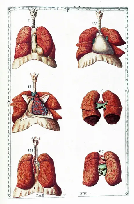 Framed Print : Tabulae anatomicae Framed Print : Tabulae anatomicae