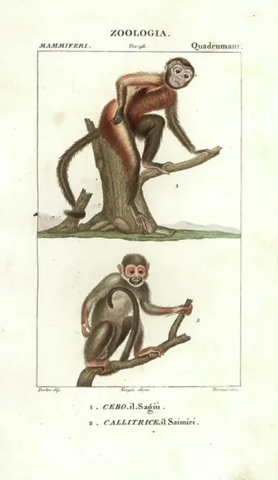 Framed Print : Tamarin and squirrel monkey Framed Print : Tamarin and squirrel monkey