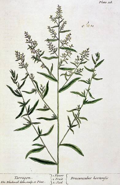 Tarragon, plate 116 from A Curious Herbal, published 1782 (colour engraving)