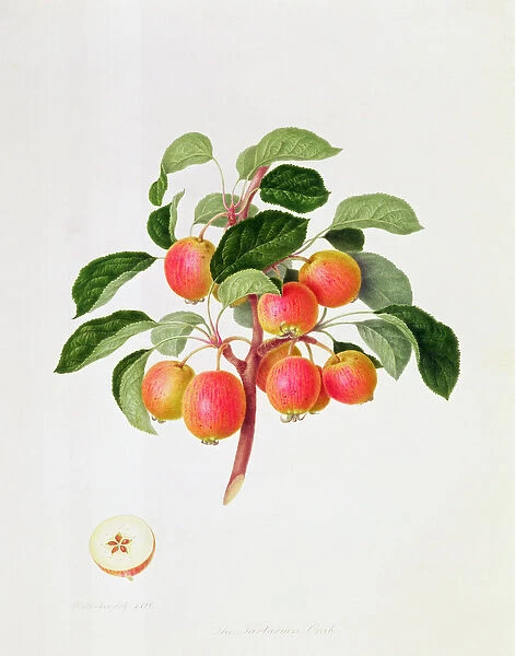 The Tartarian Crab Apple, 1819 (w  /  c on paper)