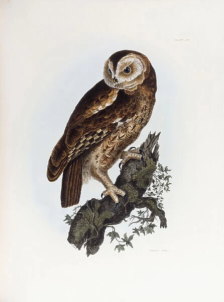 Tawny Owl, 1841 (hand-coloured engraving)