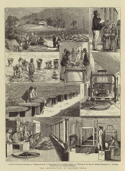 Tea Cultivation in British India (engraving)