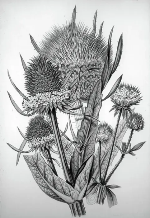 Framed Print : A Teasel, 1850