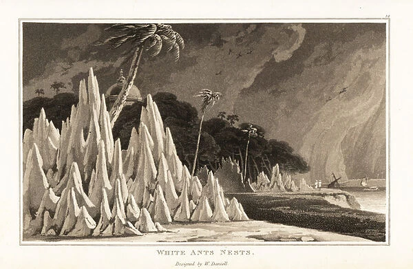 Termite nests on the coast of Africa. 1807 (aquatint)
