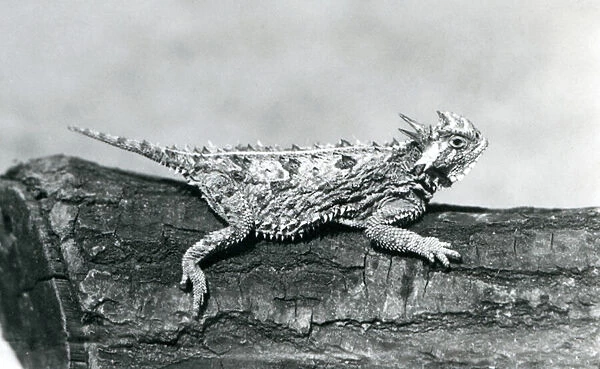 A Texas Horned Lizard  /  Horntoad  /  Horned Toad  /  Horny Toad resting on a log at London Zoo in