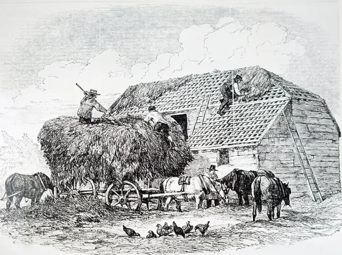 Framed Print : The thatching of a barn Framed Print : The thatching of a barn