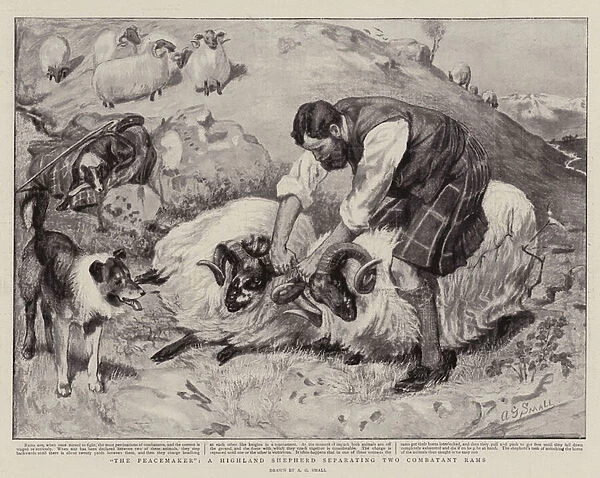 'The Peacemaker', a Highland Shepherd separating two Combatant Rams (litho)