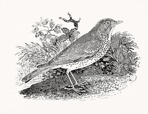 The Throstle Thrush from History of British Birds and Quadrupeds (engraving)