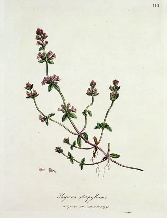 Framed Print : Thyme: Thymus serpyllum, published by Dr. Woodville, 1791