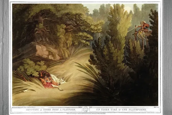 Framed Print : A tiger pulls off a platform. Engraving by Samuel Howett (1756-1822) in Oriental field sports by Thomas Williamson (on hunts in the British Indies in the 19th century) in 1807