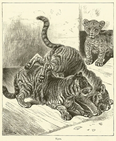 Tigers (engraving)