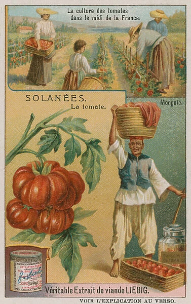 Tomato - trade card from the Liebig Company, (colour litho)
