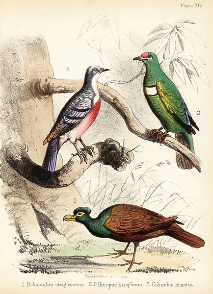 Tooth-billed pigeon, white-bibbed fruit dove and Luzon bleeding 1855 (lithograph)