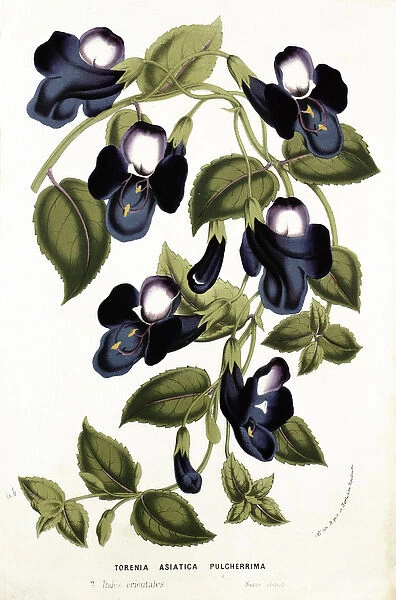 Torenia Asiatica pulcherrima, from Horto Van Houtteano by Louis van Houtte (1810-76) c