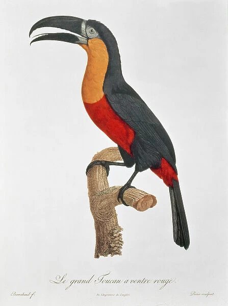 Toucan: Great Red-Bellied by Jacques Barraband