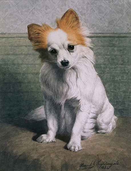 Toy Dog, 1884 (w / c)