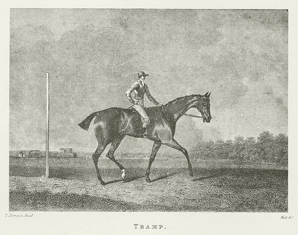 Tramp, foaled 1810 (b  /  w photo)
