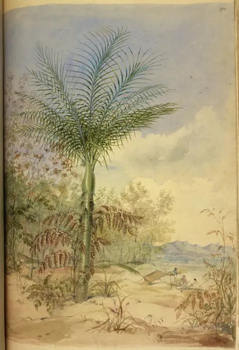 Framed Print : A tree on the coast