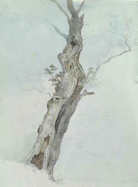 Tree Study, c. 1800-05 (w  /  c over graphite on paper)