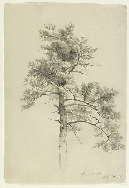 Tree Study, Catskill Mountains, New York, 1857 (graphite on beige paper)