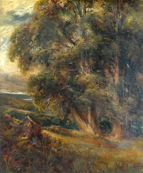 Tree study (oil on canvas)