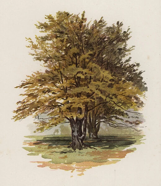 Trees: The Beech (colour litho)