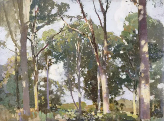 Framed Print : Trees in sunlight (panel)