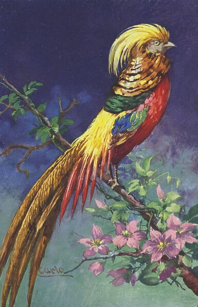 Tropical or exotic bird (chromolitho)