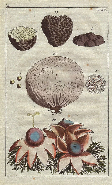 Truffle, Lycoperdon tuber, puffball, Lycoperdon bovista, and starred shell-puff Geastrum stellatum