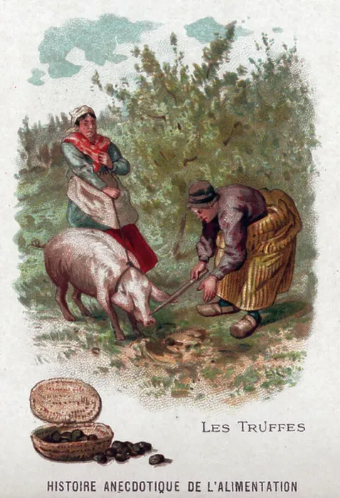 Framed Print : Truffles, c.1910 (print) Framed Print : Truffles, c.1910 (print)