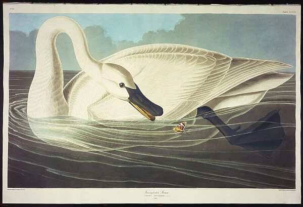 Trumpeter Swan (Olor Buccinator) plate CCCCVI from The Birds of America