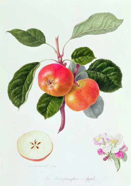 The Trumpington Apple, 1819 (w  /  c on paper)