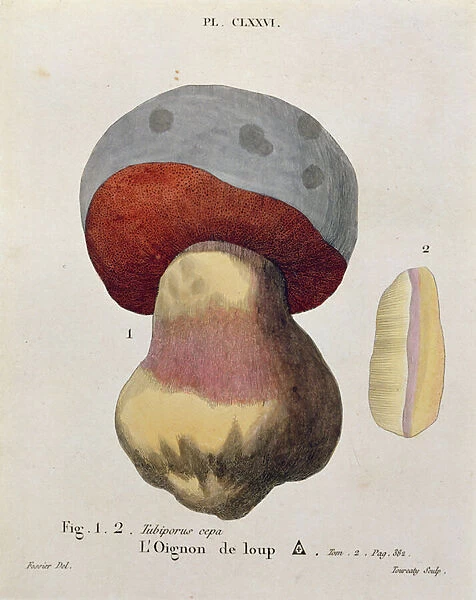 Tubiporus cepa, plate 176 from Iconographie des Champignons de J. J. Paulet by J