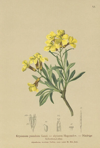 Tufted Wallflower (Erysimum pumilum, Erysimum alpinum) (colour litho)