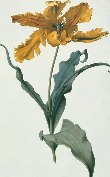 Tulip, c. 1675 (gouache on vellum)