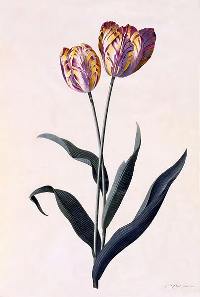 Tulip, c. 1744 (hand-coloured engraving)