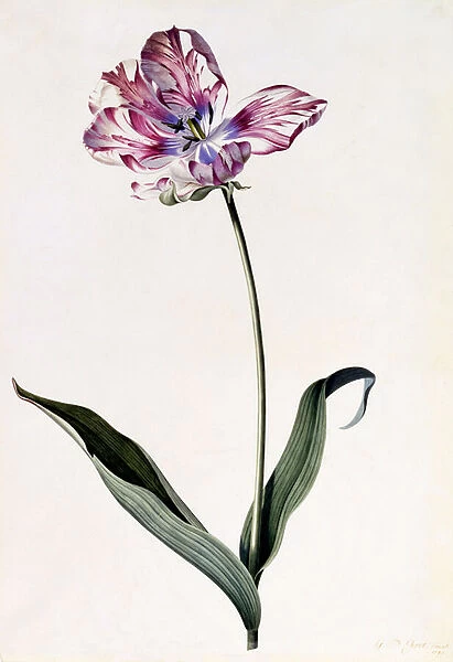 Tulip, c. 1745 (hand-coloured engraving)