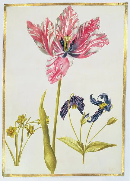 Tulip and Daffodil, c. 1675 (gouache on vellum)