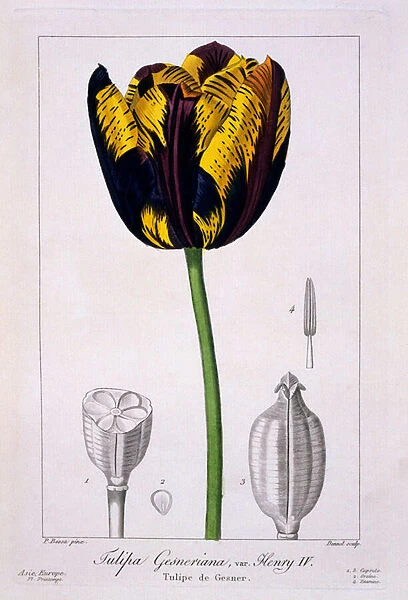 Tulip of King Henry IV, 1836 (hand-coloured engraving)