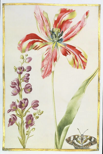 Tulip, Stocks and Butterfly, c. 1675 (gouache on vellum)