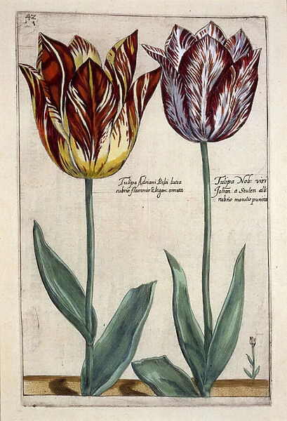 Tulipa Adriani Bilsi and Tulipa Nob viri Johan a Seulen, from Hortus Floridus
