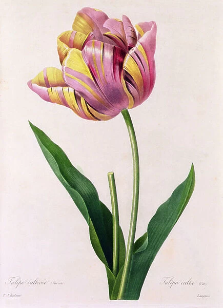Tulipa Culta (coloured engraving)